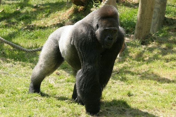 Male Gorilla In Captivity