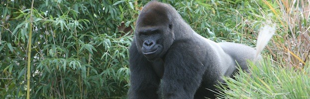 Gorilla Anatomy - Gorilla Facts and Information