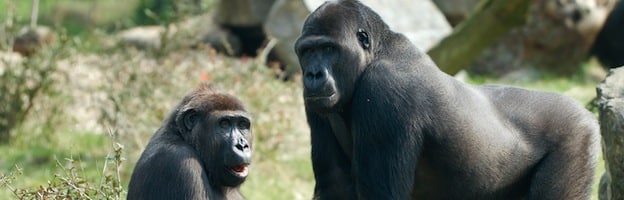 Gorilla Communication - Gorilla Facts and Information