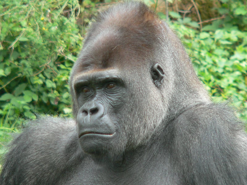 Datos sobre el gorila occidental.
