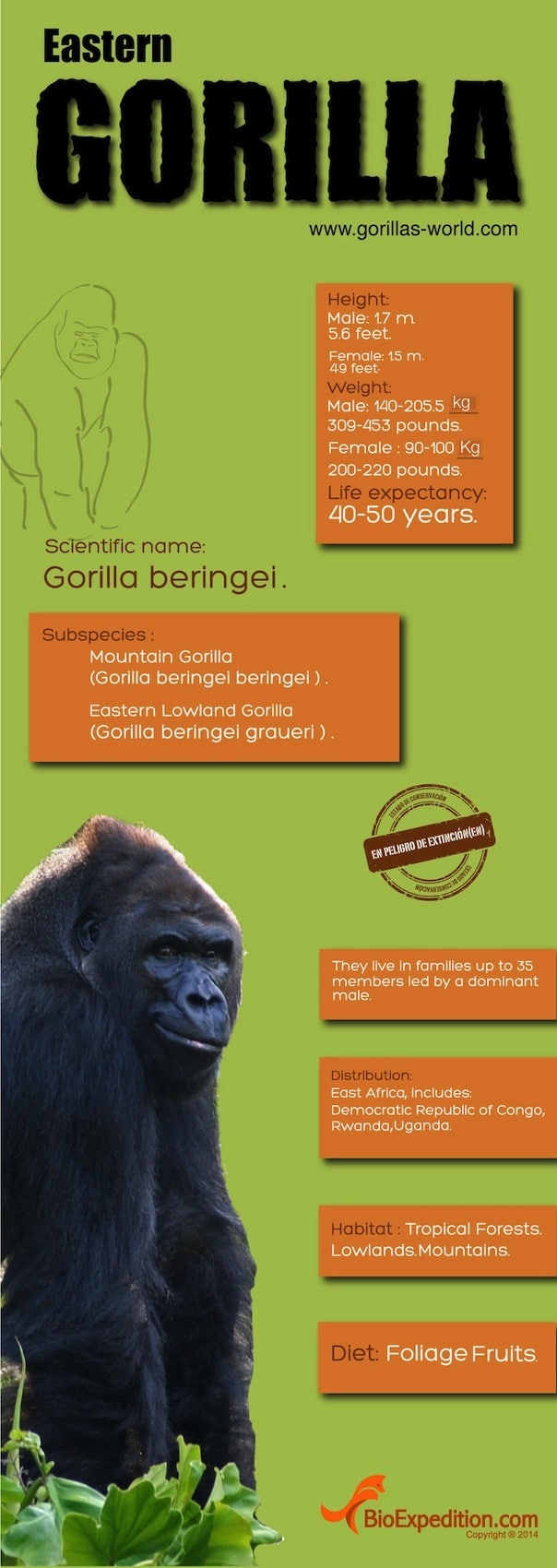 eastern_gorilla-copia1