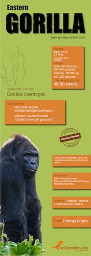eastern gorilla vs western gorilla