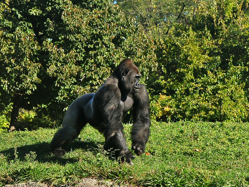 Gorillas and their social behavior.