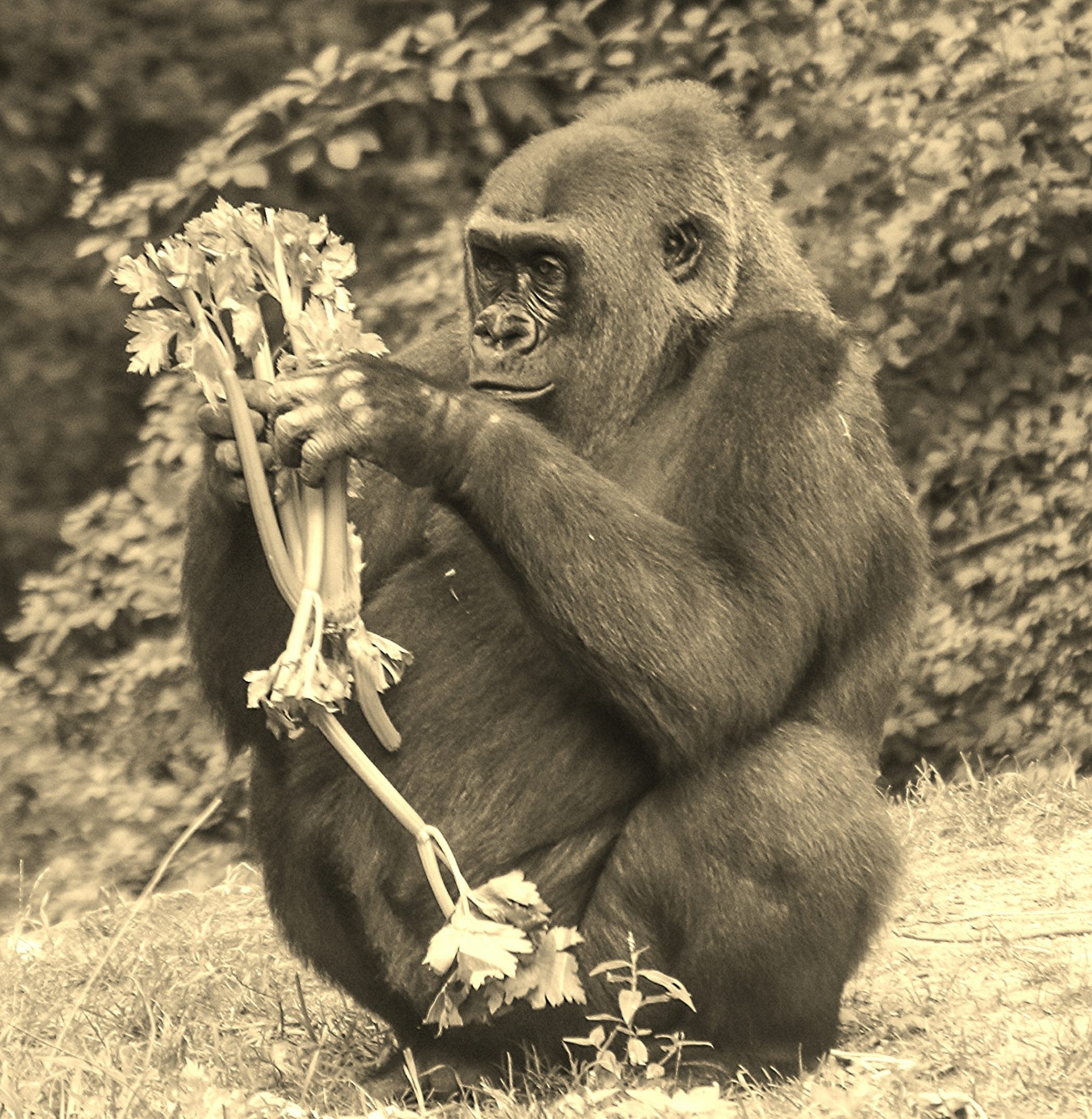 Gorilla Feeding