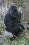 Amazing Silverback Gorilla