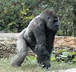 Big Male Gorilla