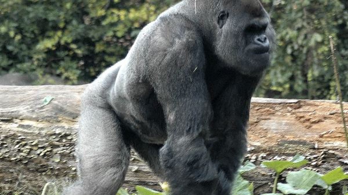 biggest gorilla in the world