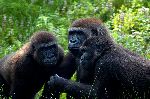Eastern Gorillas In Uganda Rainforest