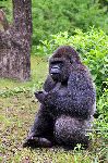 Gorilla Sitting And Eating