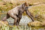 Gorilla Walking Over A Pond