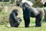 Male And Female Gorillas