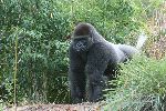 Male Gorilla In African Forest