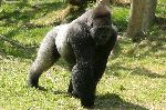 Male Gorilla In Captivity