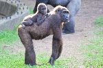 Mother Gorilla With Infant In Back