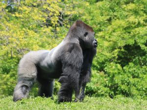 Anatomy of a silverback gorilla.