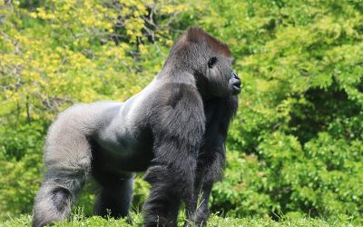 Gorilla Information - Gorilla Facts and Information