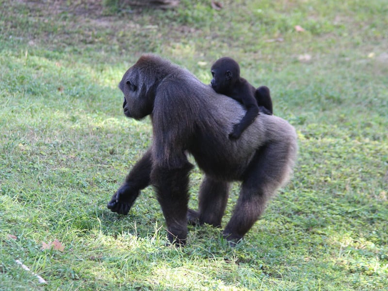 Gorillas family.