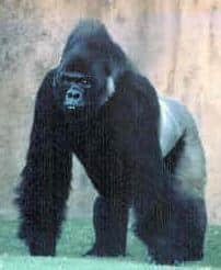 Information about Eastern lowland gorilla.