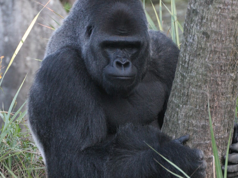 Datos curiosos sobre los gorilas.