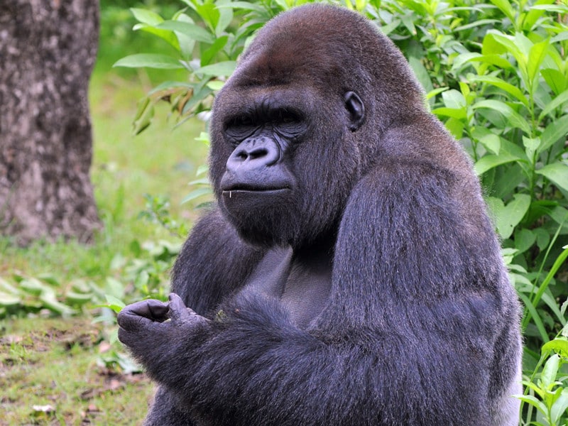 Datos curiosos sobre los gorilas.