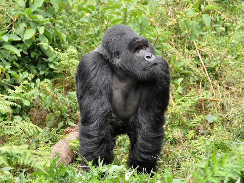 Information about eastern gorilla.