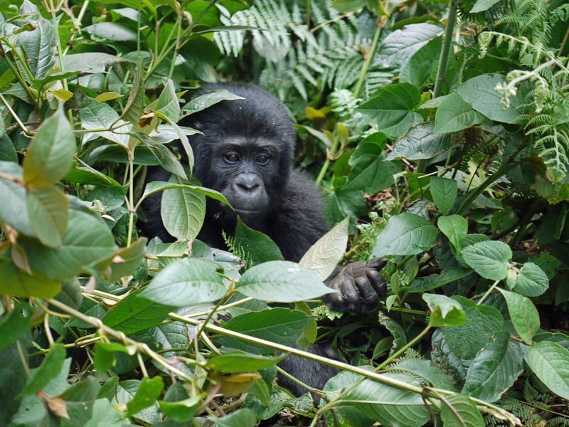 Entorno natural de los gorilas.