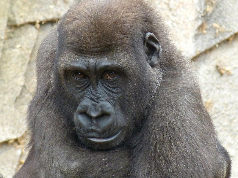 Esfuerzos de Conservación para los Gorilas