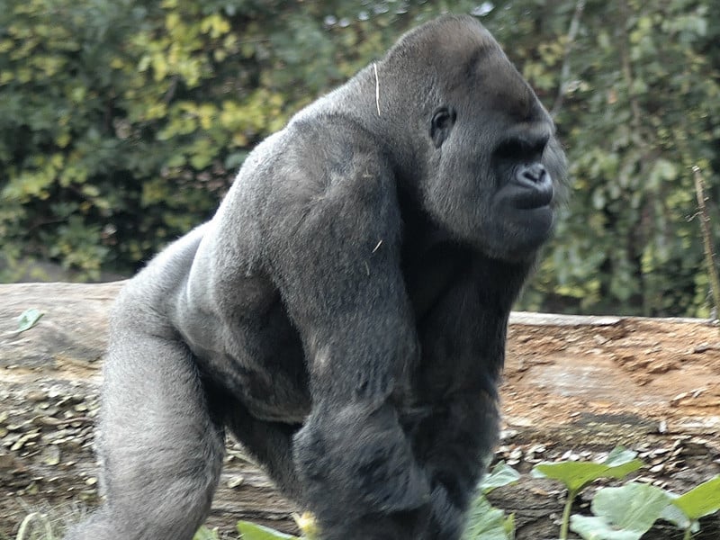 Especies de Gorila