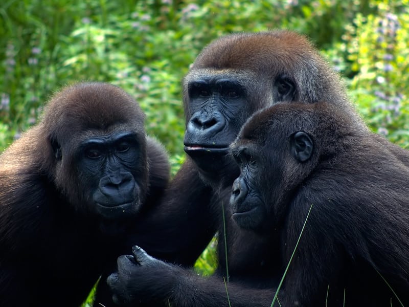 Estructura Social de los Gorilas