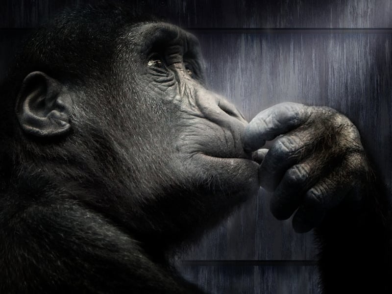 Gorilas en Peligro de Extinción