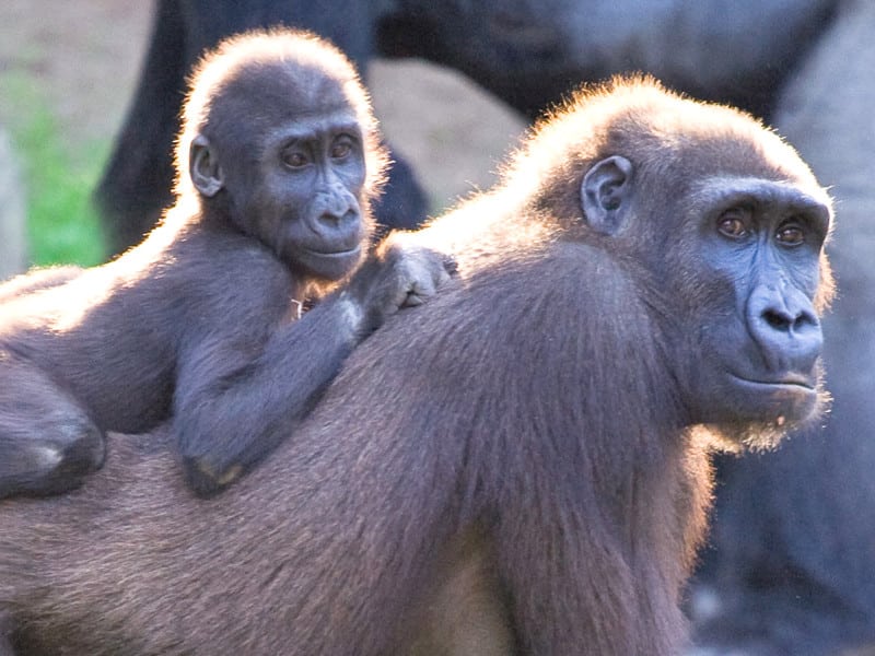 Hábitos reproductivos de los gorilas.