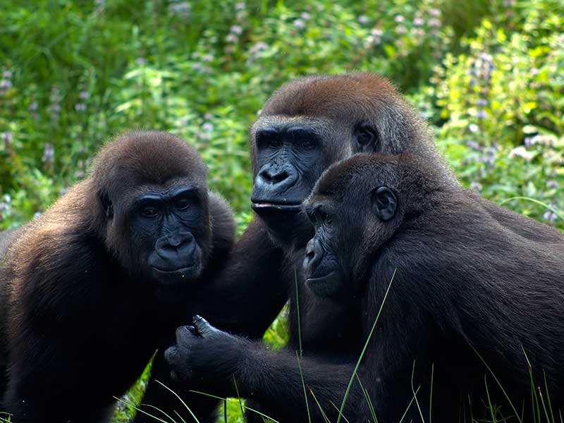 Gorilla Social Structure