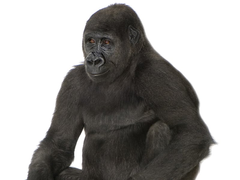 Gorilla Evolution