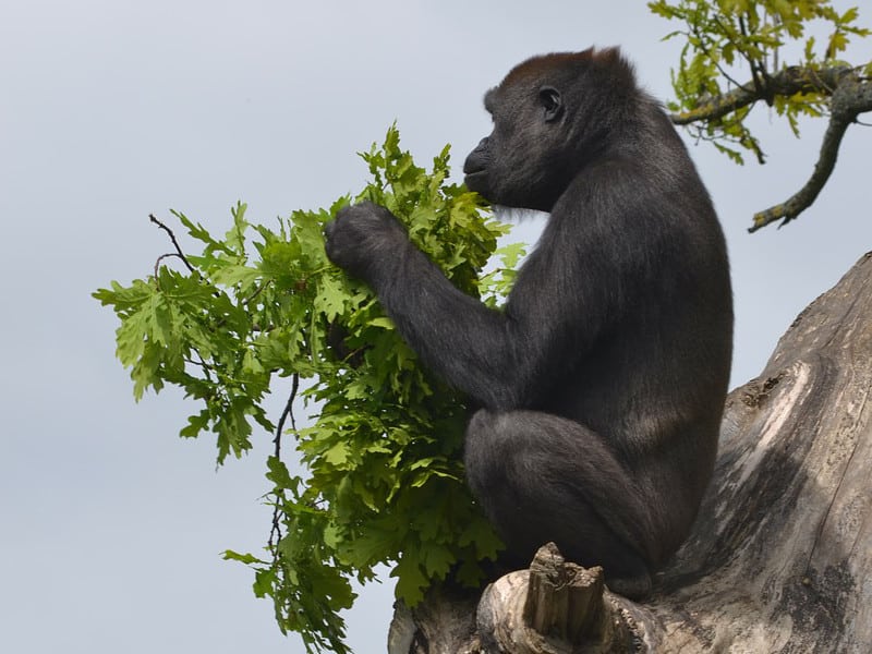 What do gorillas eat? Gorilla Feeding & Diet