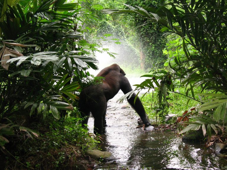 planet zoo western lowland gorilla habitat