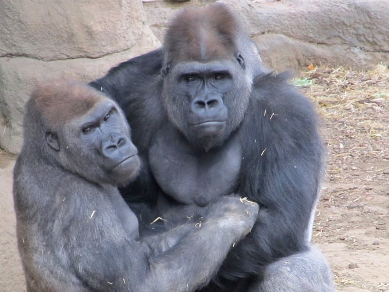 Investigaciones científicas sobre los gorilas.