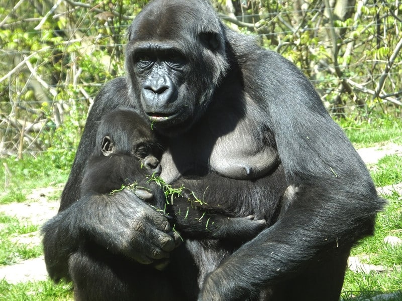 Gorilla reproduction.