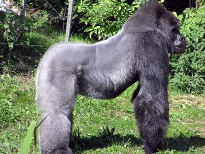 Datos sobre el gorila occidental de llanura.