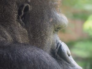 Datos sobre el gorila oriental de planicie.