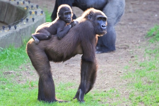 Reproducción de los gorilas.