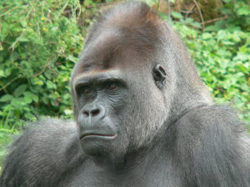 Western Gorilla