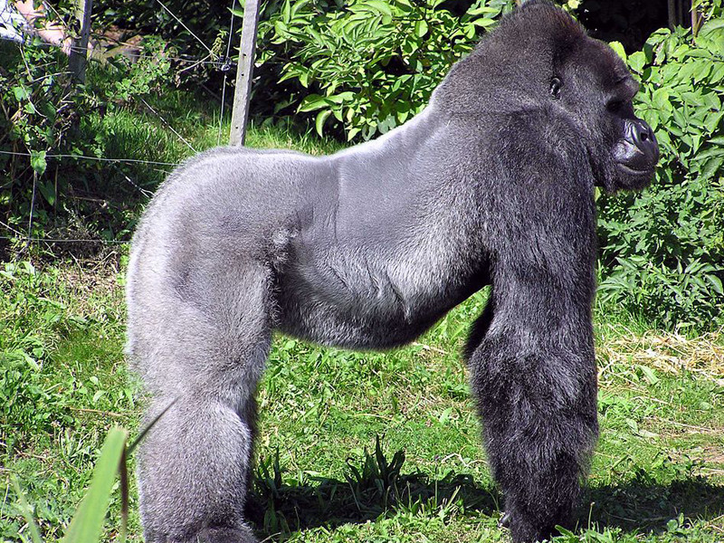 Western lowland gorilla facts.